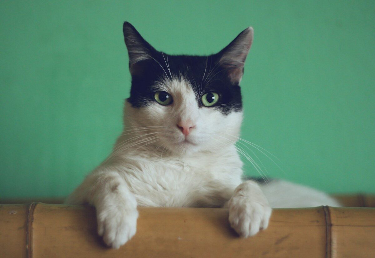 Cozy Cat Mysteries