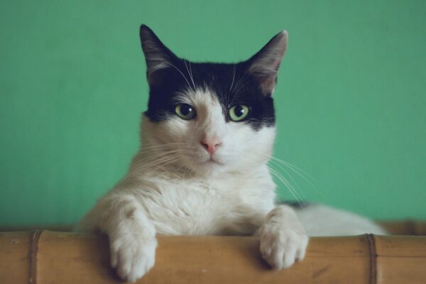 Cozy Cat Mysteries